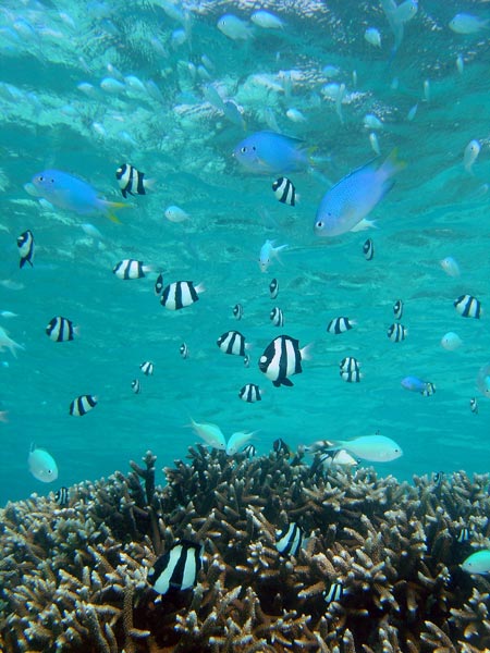 demoiselle chromis viridis