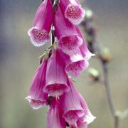 digitale fleurs