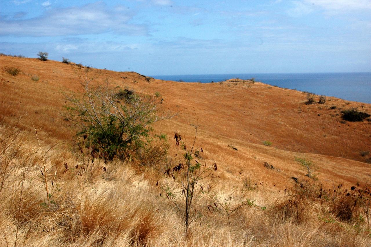 Savane du Cap La Houssaye 2.