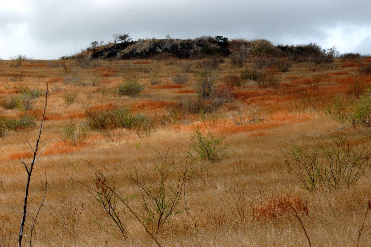 Savane du Cap La Houssaye 4.