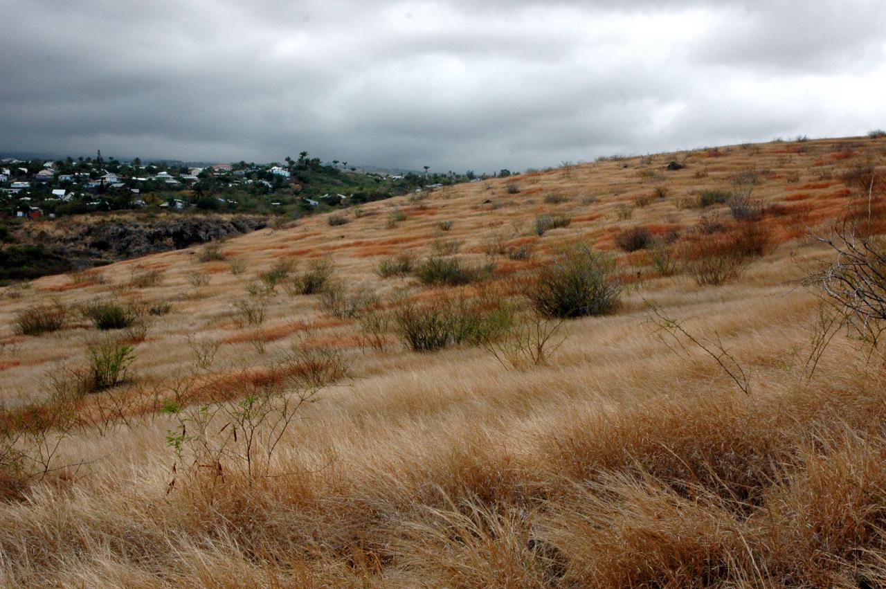 Savane du Cap La Houssaye 5.