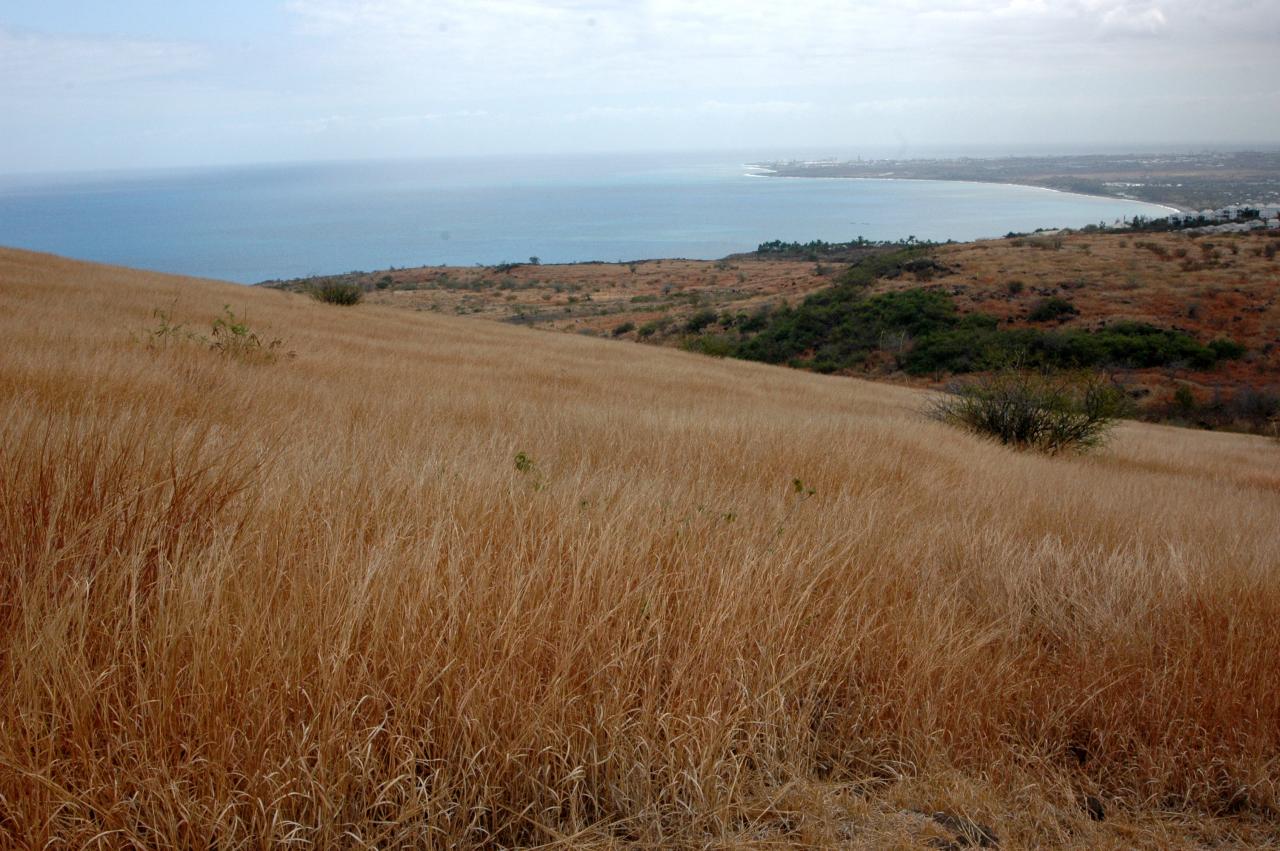 Savane du Cap La Houssaye.