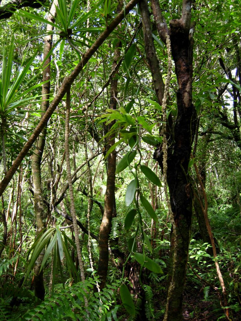 Liane de vanille en sous-bois à St Philippe.