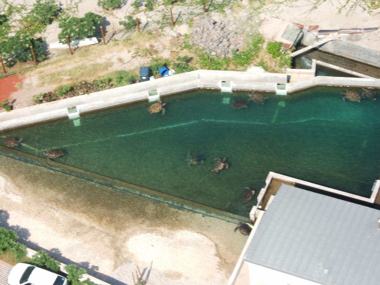 ferme tortues St Leu