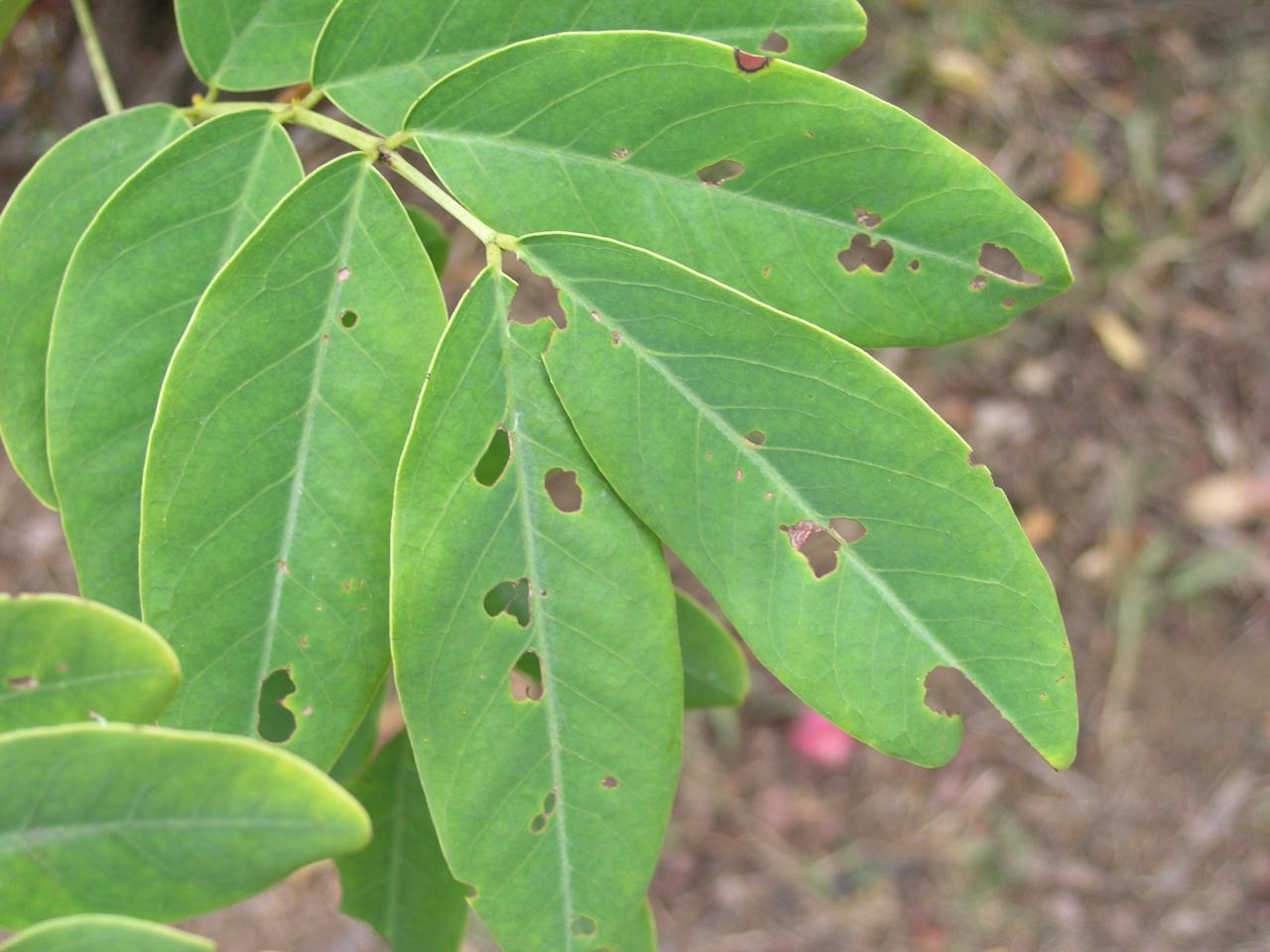 feuille de senne