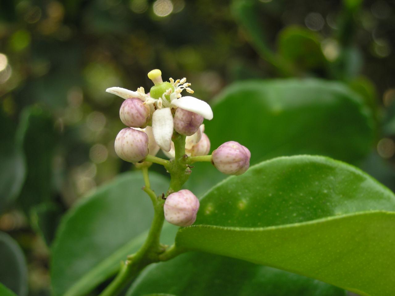 fleur de combava