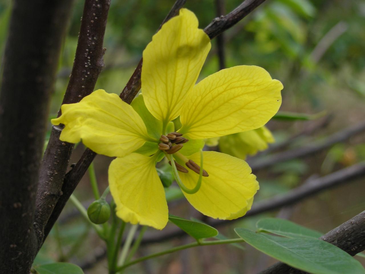 fleur de senne