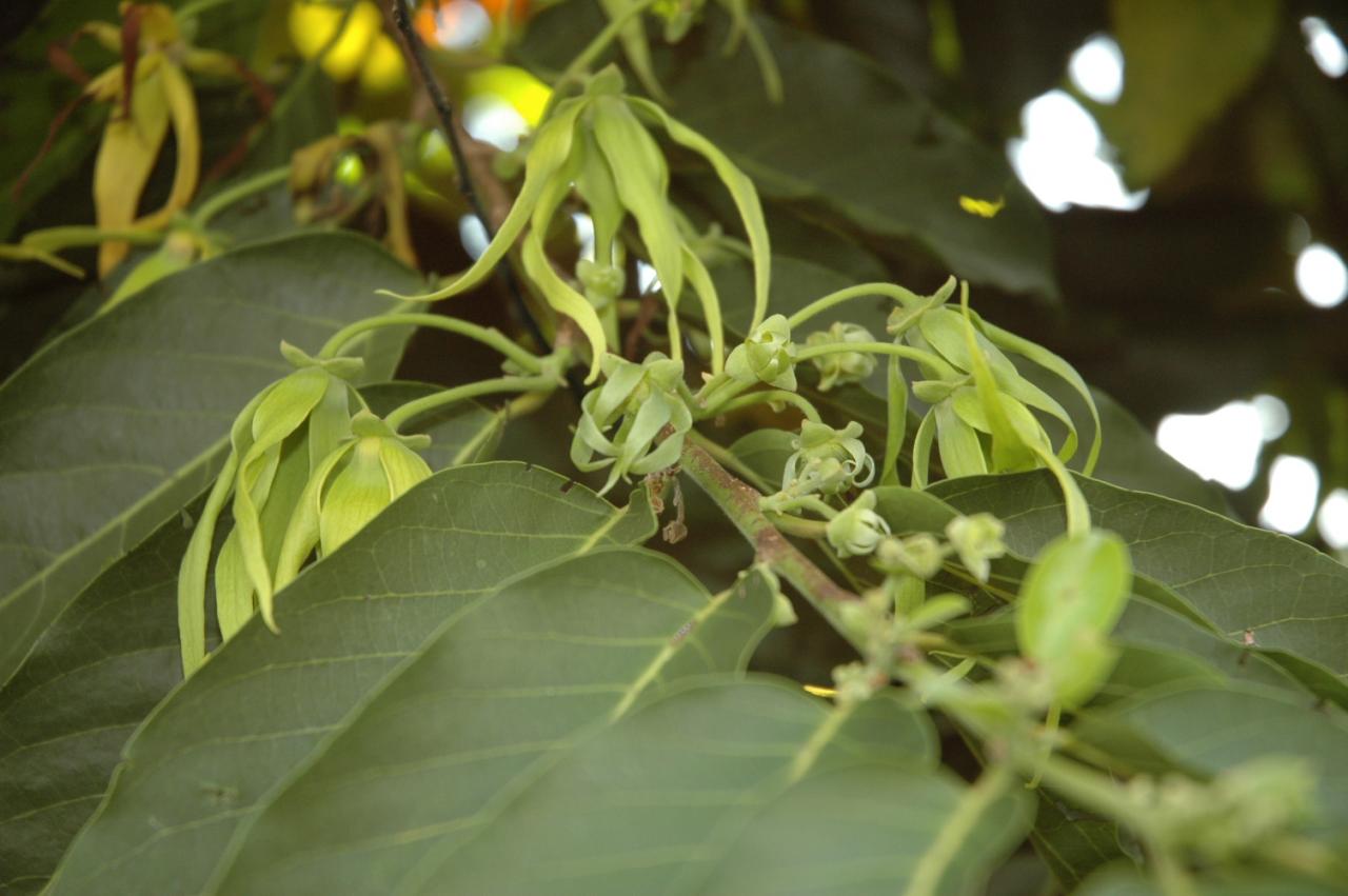 Fleurs d'Ylang-ylang D Helsens