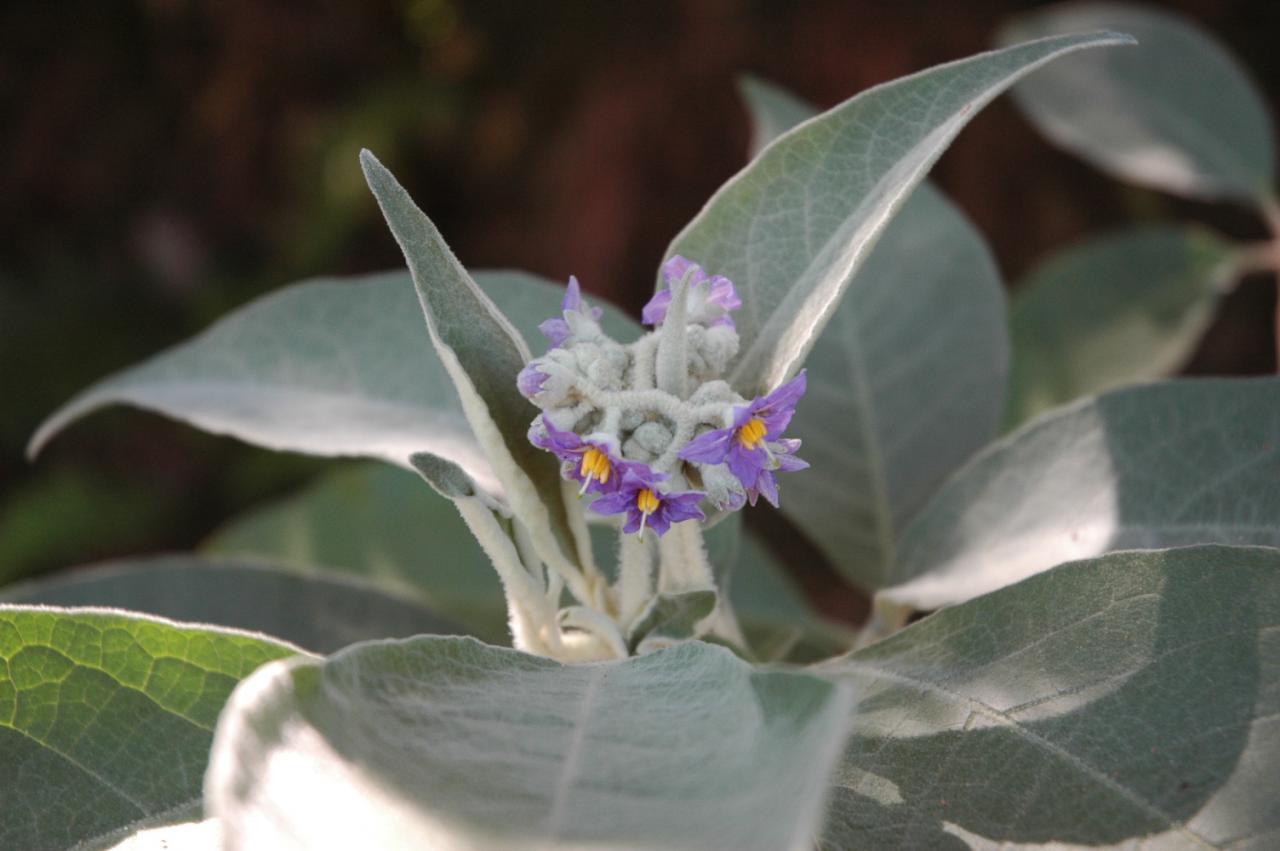 Fleurs de bringellier marron D Helsens