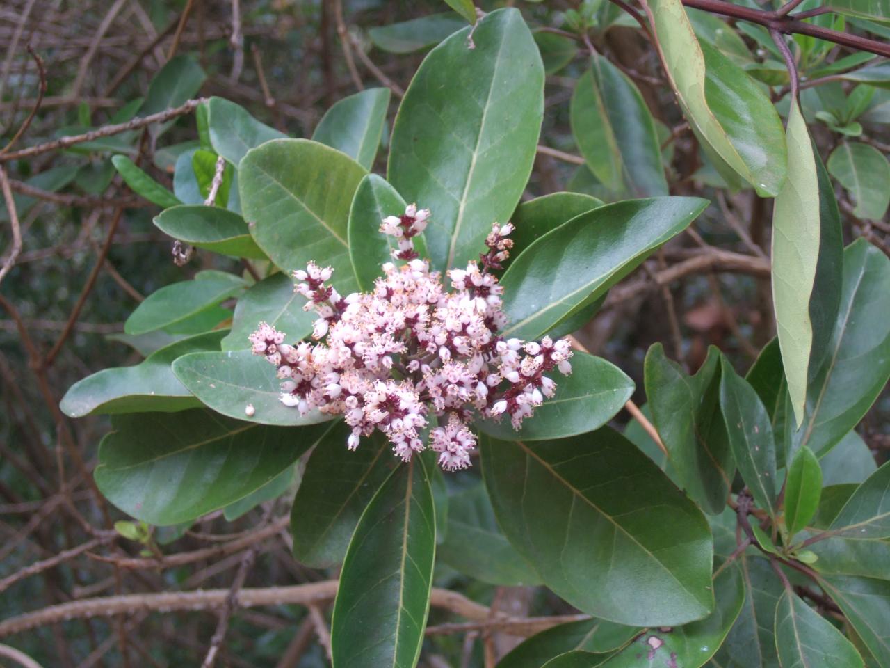 Fleurs du bois maigre