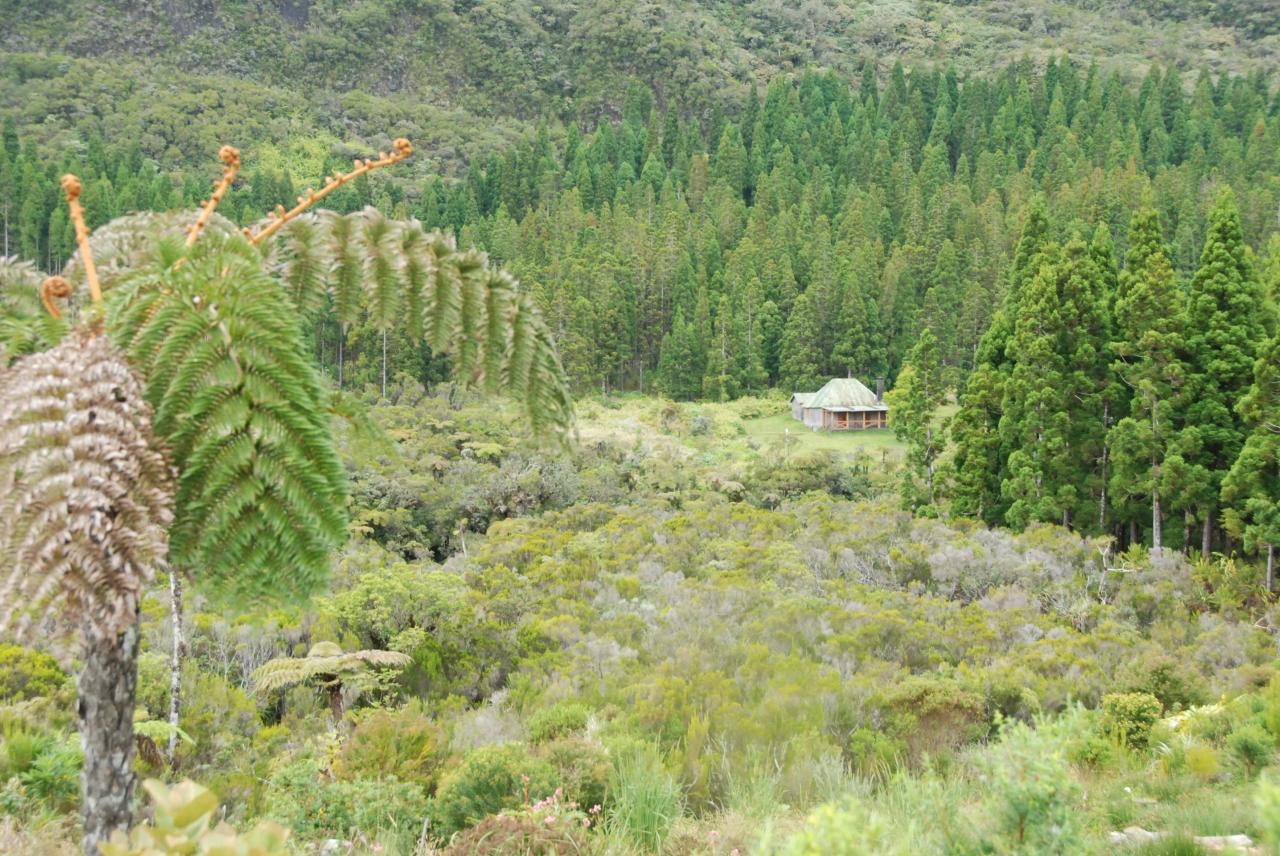 Forêt de Cryptomerias D Helsens