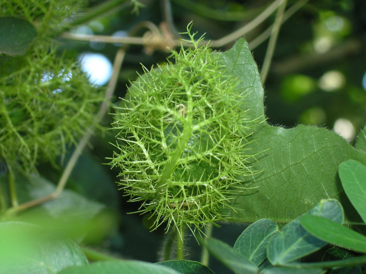 fruit pocpoc cheveux vert