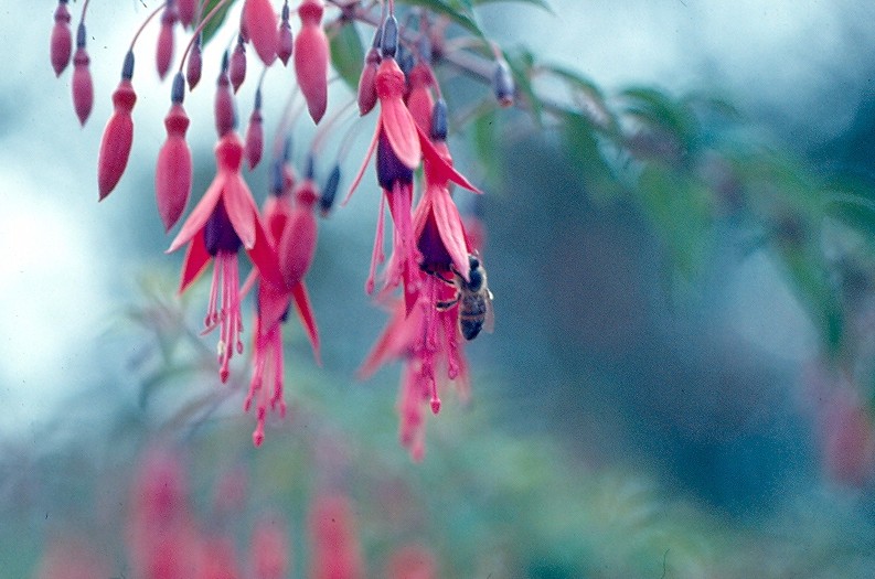 fuschia