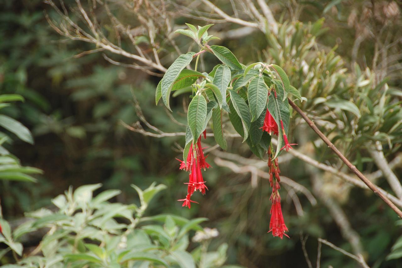 Fushia Boliviana D Helsens