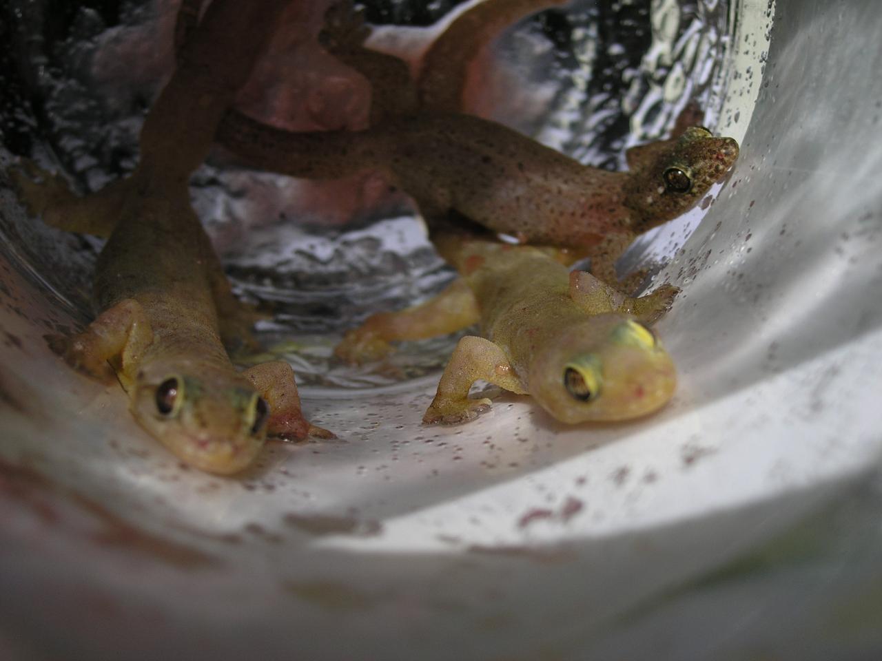 geckos confiture