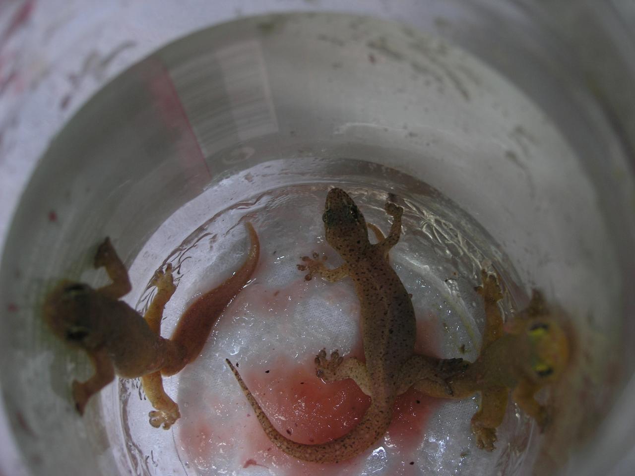 geckos dans la confiture