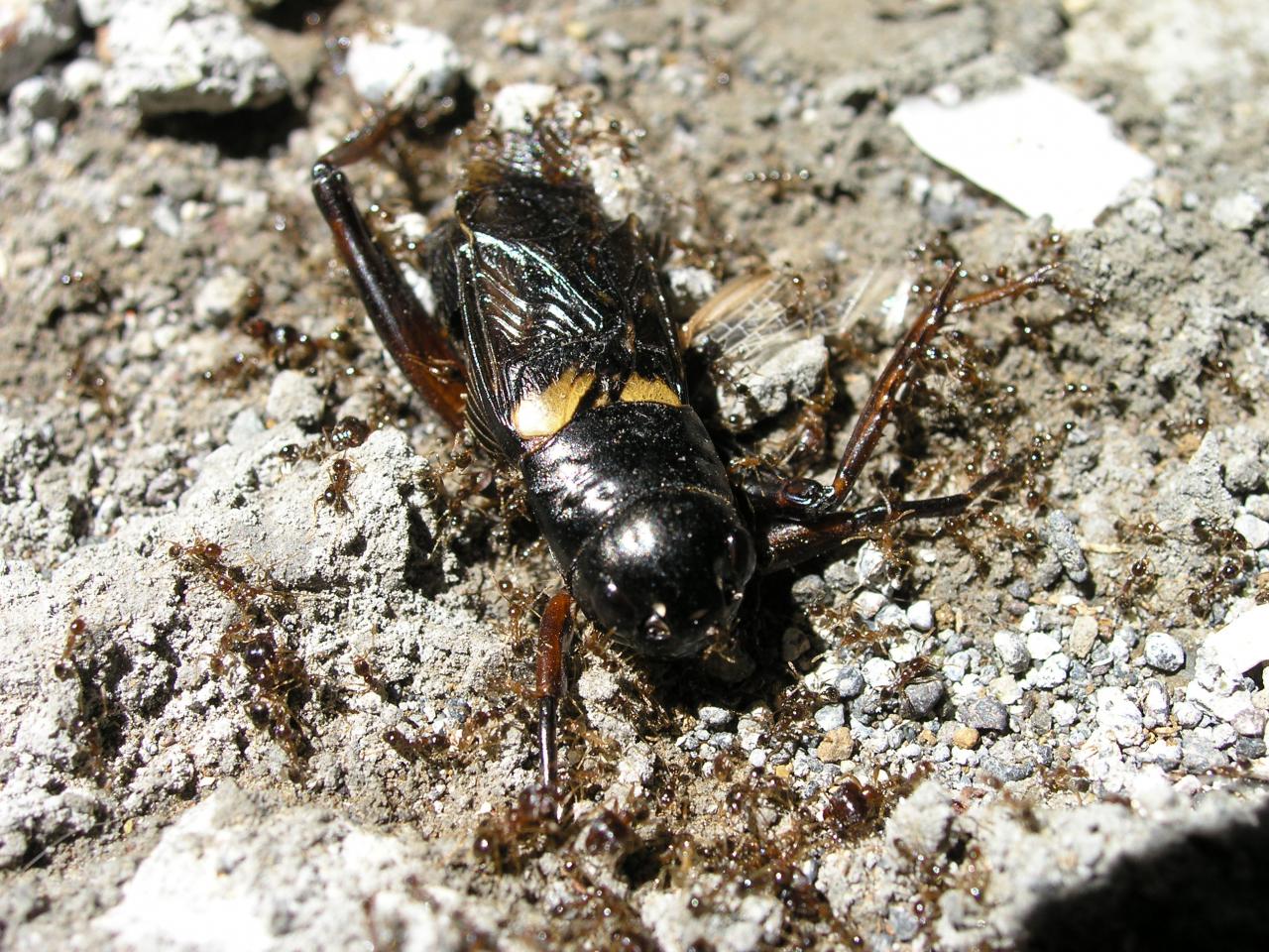 grillon attaqué par des fourmis