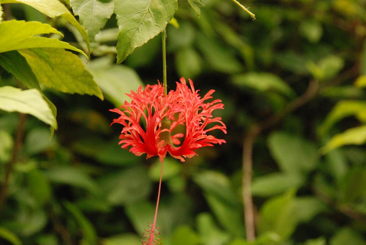 Hibiscus D Helsens