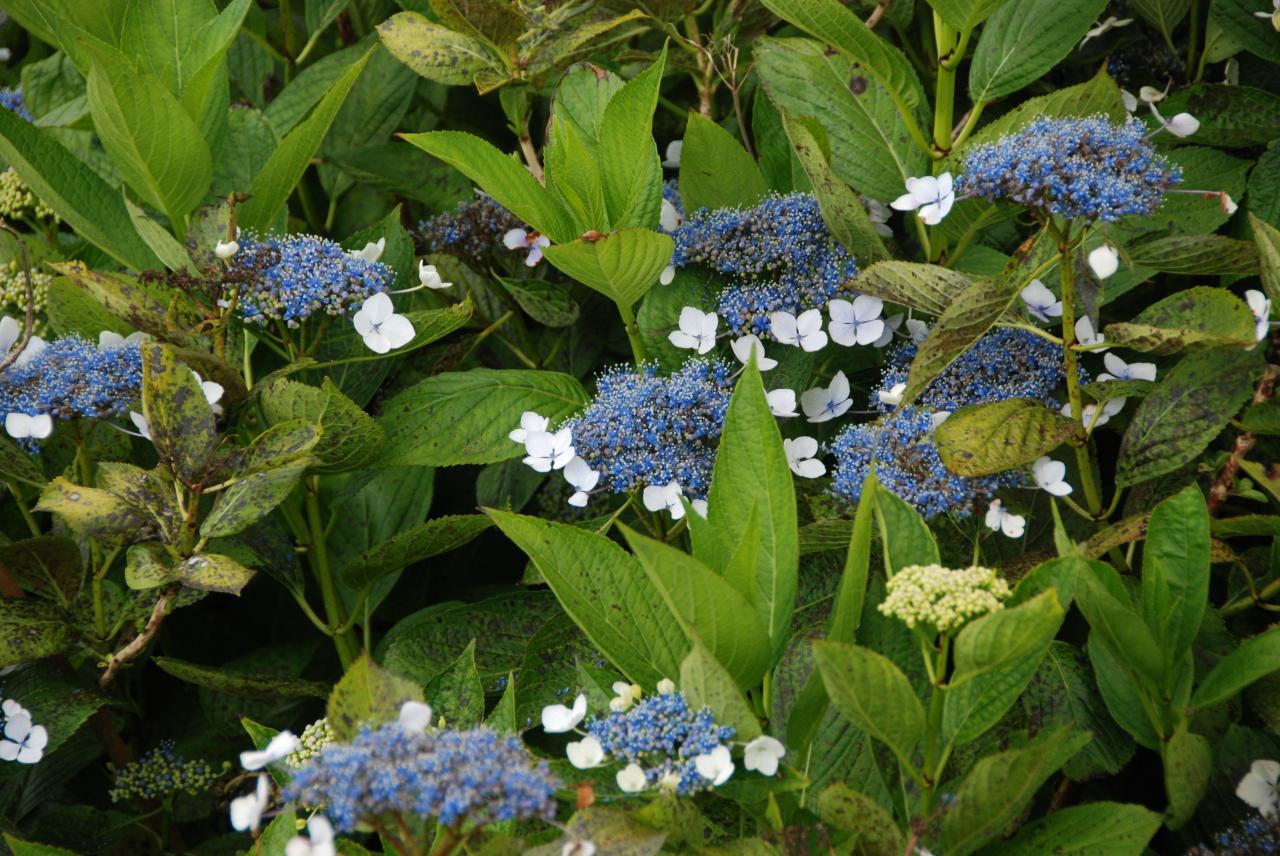 Hortensias D Helsens