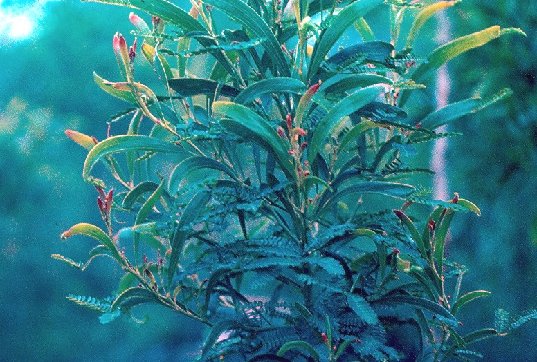 jeune plant de tamarin