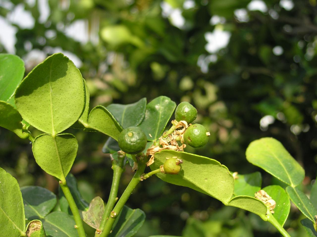 jeunes fruits de combava