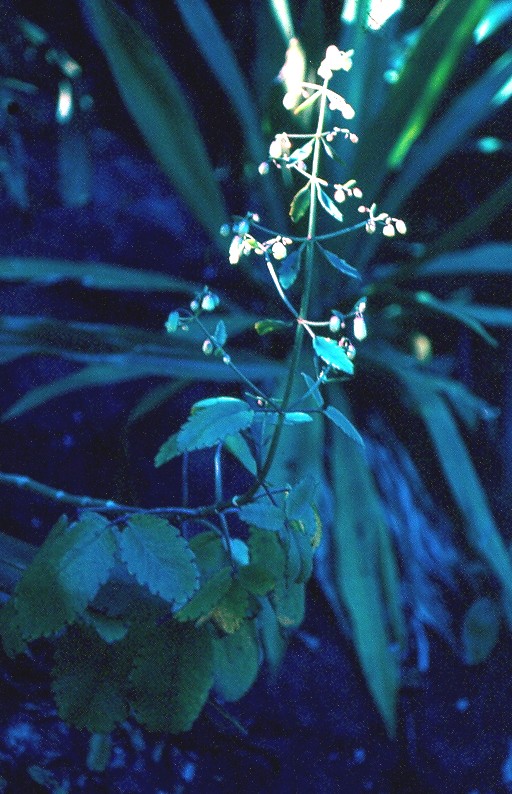 kalankoé