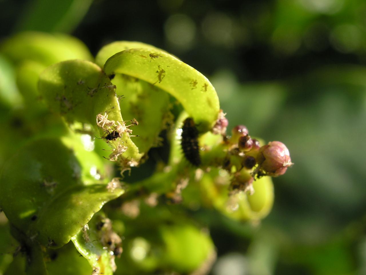 larve de coccinelle