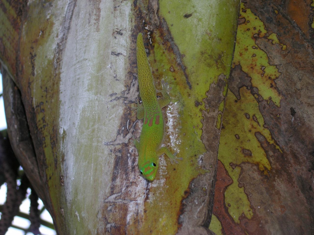 lézard phelsuma