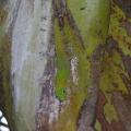 lézard phelsuma