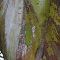 lézard phelsuma