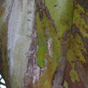lézard phelsuma