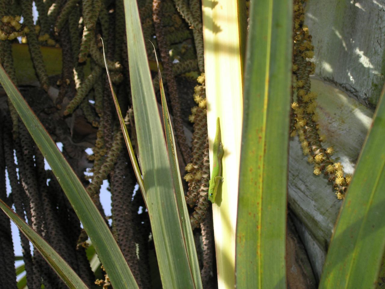 lézard vert3phelsuma laticauda