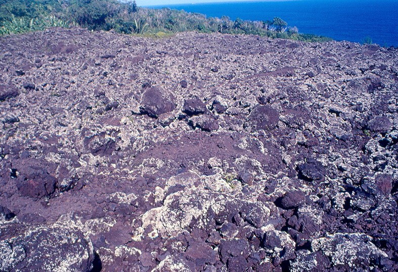 lichens sur coulées