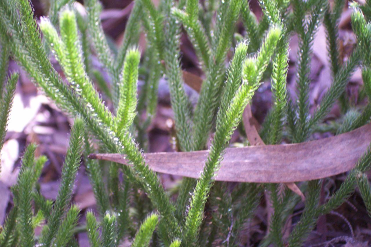 lycopodium détail