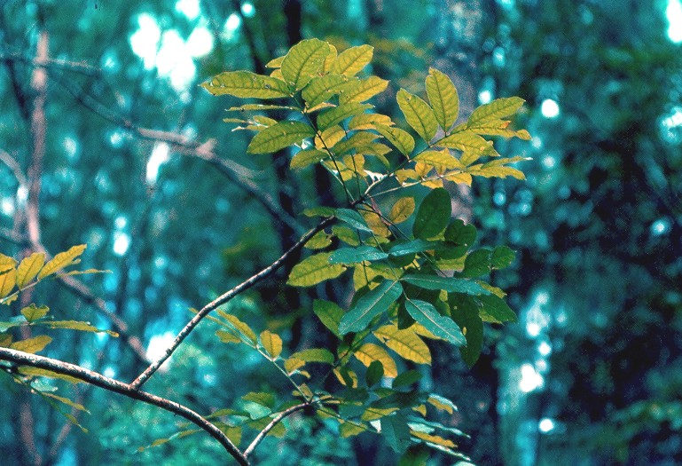 mahotgany feuilles