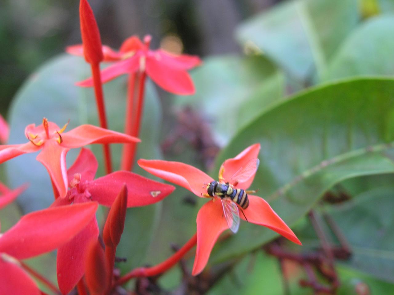 mouche  ixora1