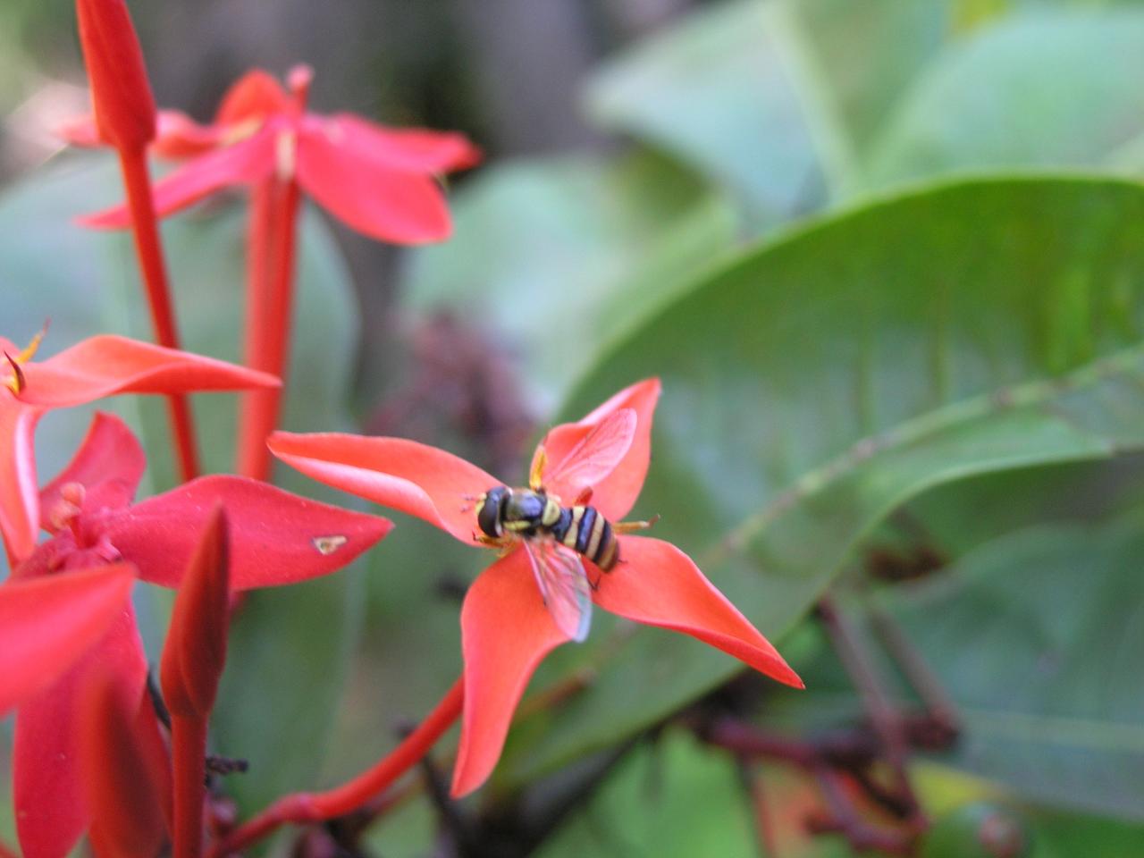 mouche ixora2