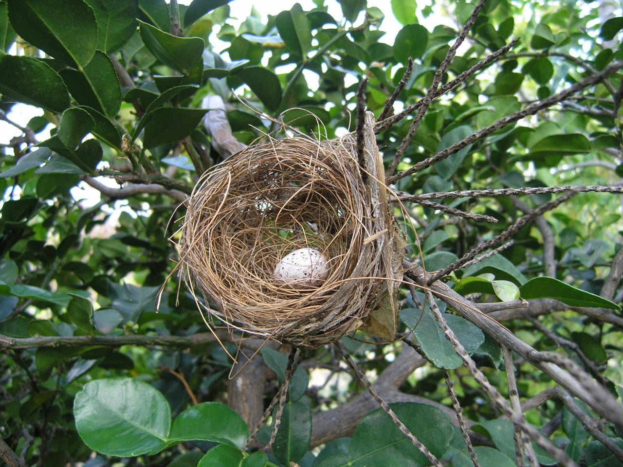 nid  de moineau