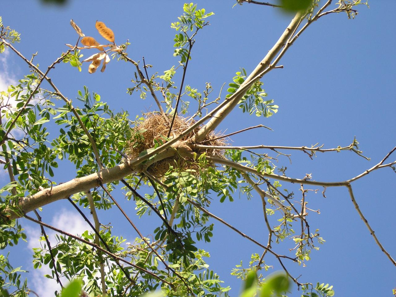 nid moineau