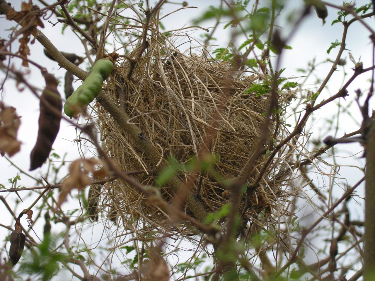 nid d'oiseau dans tamarin