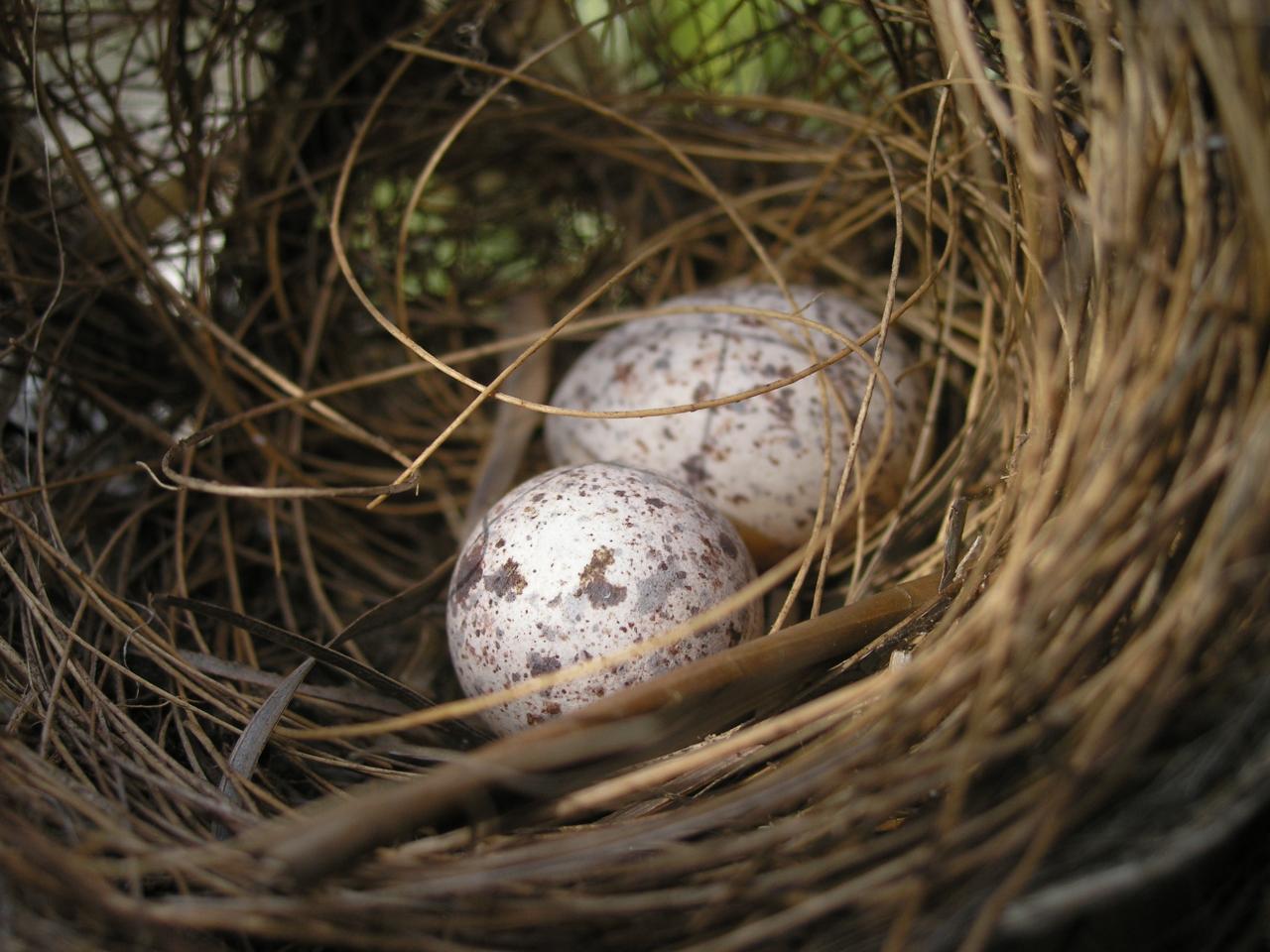 oeuf de moineau 2