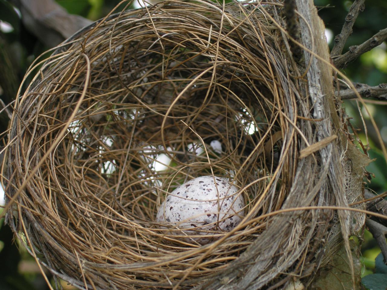 oeuf de moineau seul