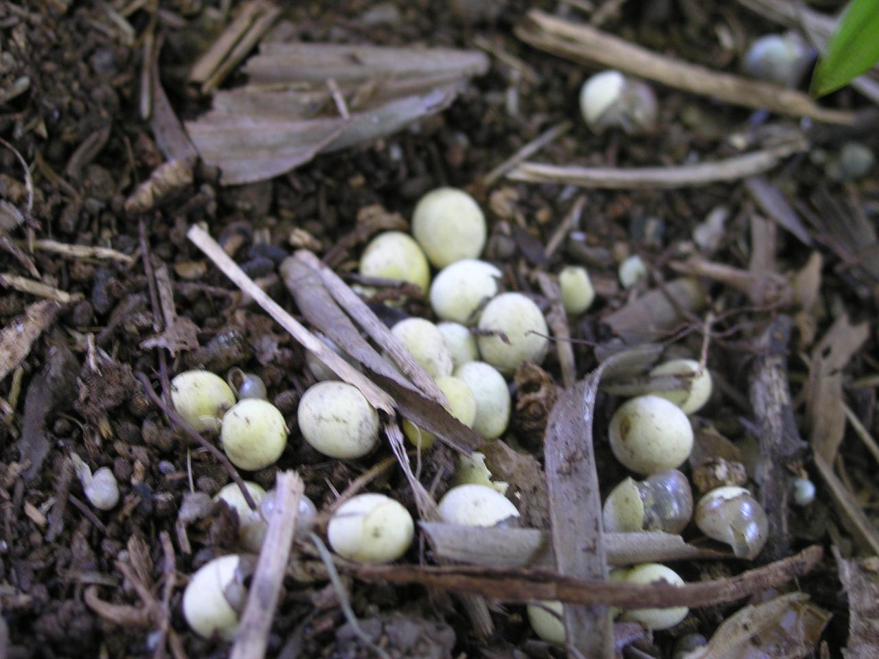 oeufs d'achatines