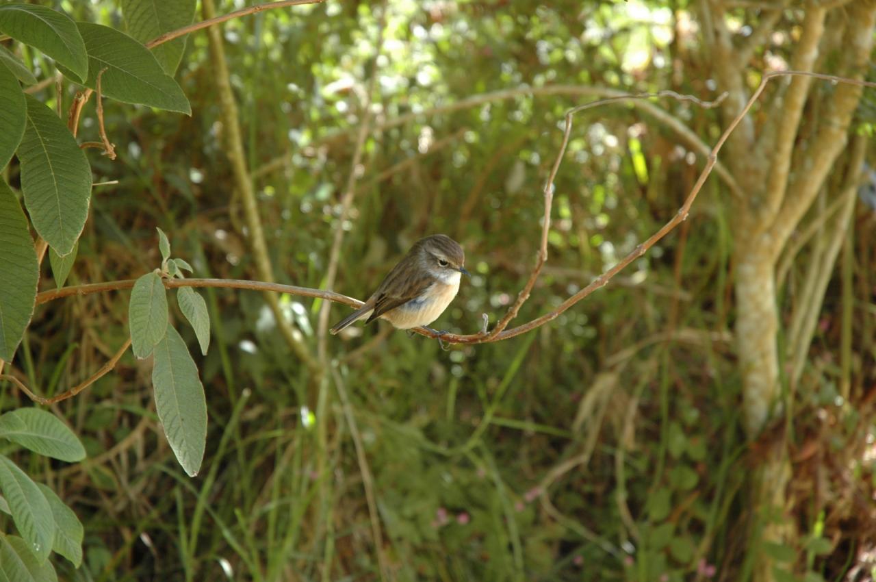 Oiseau tec-tec D Helsens