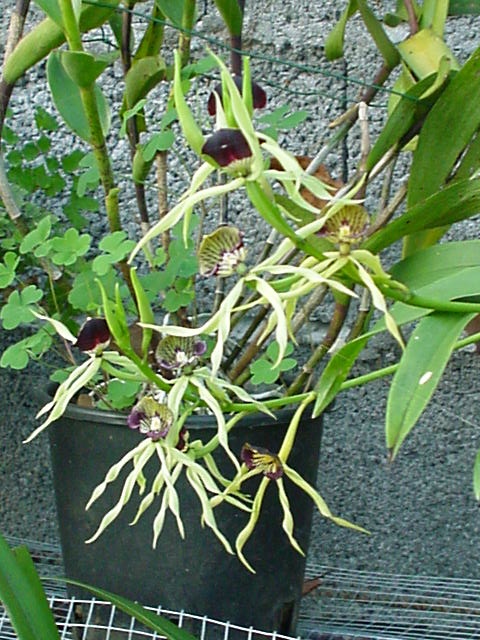 Orchidée araignée D Helsens