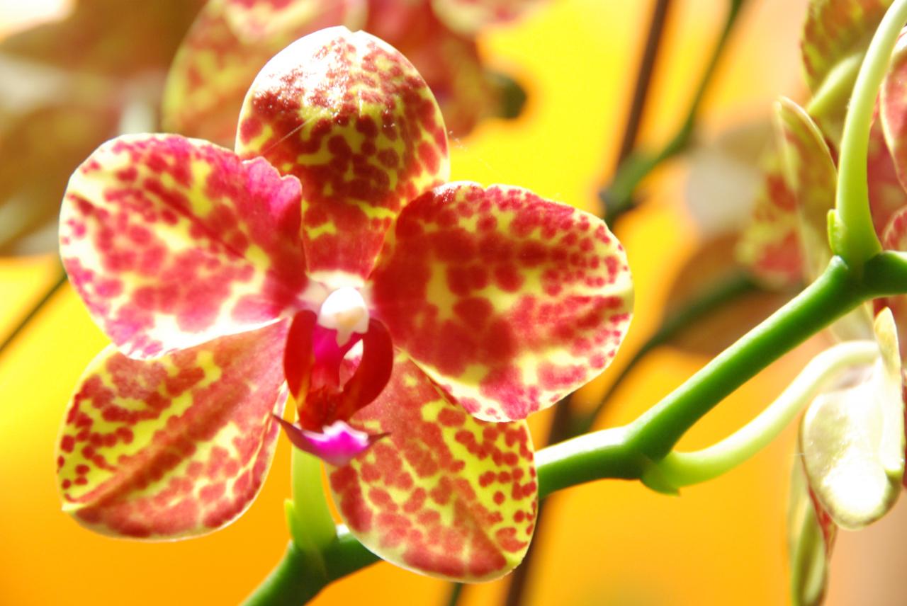 Orchidée D Helsens