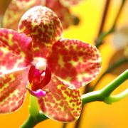 Orchidée D Helsens