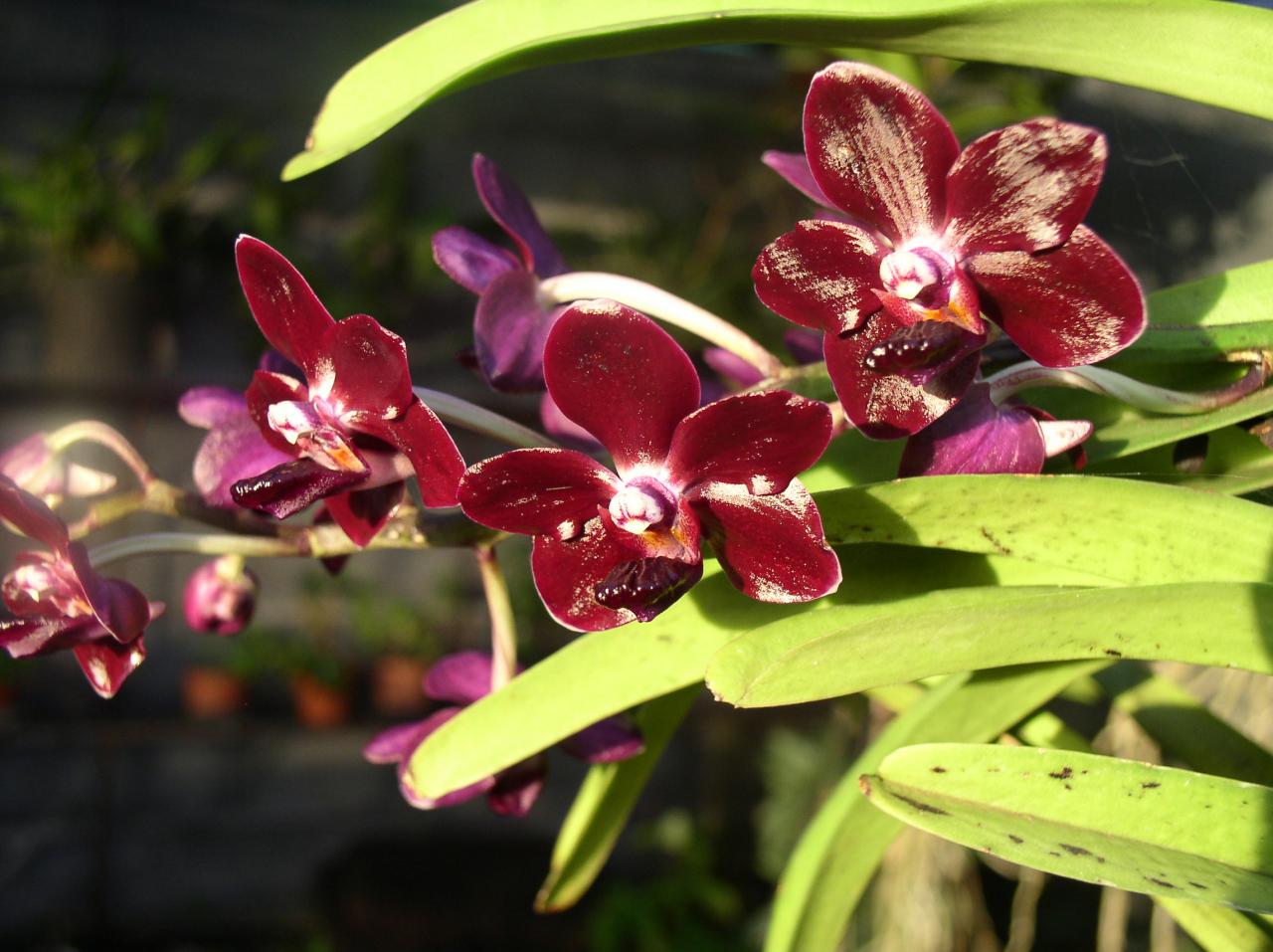 Orchidées 3 D Helsens