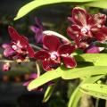 Orchidées 3 D Helsens