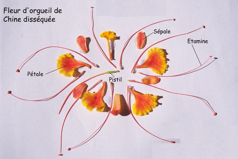 Orgueildissection Total 2